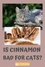 If you're opting for the ginger and clove mixture, try adding a little honey or monk fruit sugar and vanilla. Pin On Cat S Eating Habits Cat Food Can Cats Eat