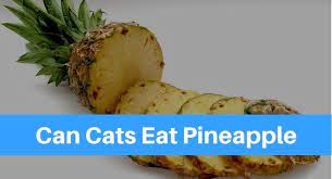 And, as you are slicing up pineapple for yourself, it is tempting to slip your dog a nibble or two. Can Cats Eat Pineapple Petsolino