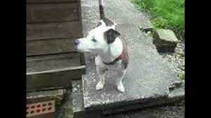 My mums staffordshire bull terrier cross jack russell playing in the grass. Staffy Cross Jack Russell Youtube