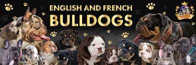 French bulldog dna color chart happy living. Official Dna Chart Color Welcome To Sandov S English Bulldog