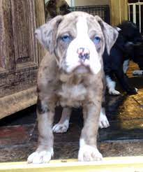 The alapaha blue blood bulldog breed is an exaggerated bulldog and well developed with a large head and characteristic drop ears. Alapaha Blue Blood Bulldog Puppies North East Uk Spennymoor County Durham Pets4homes