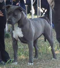 2 years old prague 5 month old benghazi beauty beast. Aust Ch Ilprimo Blue Angel American Pitbull Terrier Staffordshire Terrier Pitbull Terrier