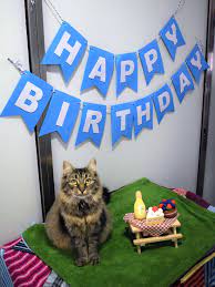 Newly added birthday cards (40). Shelter Cat Didn T Have A Single Person Show Up To Her Birthday Party Insider
