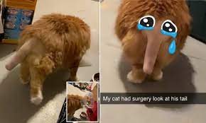 On average, this procedure will cost anywhere from $500 to as much as $1,100. Cat Owner Posts Video Of His Pet With Its Tail Shaved After Surgery Daily Mail Online