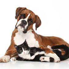You will find boxer dogs for adoption and puppies for sale under the listings here. Take Action Sign A Petition The Animal Rescue Site A Greatergood Project
