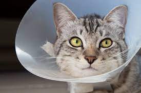 The cat must recover overnight in the trap. Cat Spaying Aftercare What To Do After The Surgery Daily Paws