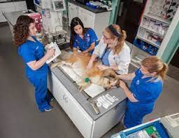 Pet emergency response and cpr/first aid certification courses and pet. 24 Hour Emergency Vet Animal Medical Hospital 24 Hour Urgent Care Charlotte Nc