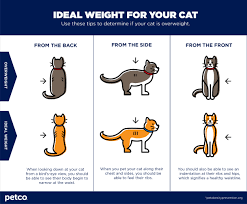 I hope you have simply got an idea of cat weight chart by age. Is My Cat Overweight Petco