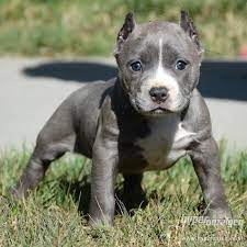 Amstaff blue line welpe american staffordshire terrier steckbrief charakter wesen blue american staffordshi in 2020 pitbull terrier american pitbull terrier dog love. 707978 4 American Staffordshire Terrier Welpen Blue Line 1 Jpg 700 700 Beautiful Dogs Pictures Of Pitbull Puppies Cute Dogs