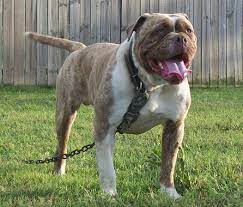 This breeds jacket is relatively stiff and quite fair. Alapaha Blue Blood Bulldog Breed Information