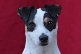 The american bull staffy is a modern hybrid with little documentation on breeding and history. Staffy Cross Jack Russell