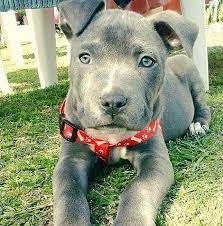 Some claim that some of these lines are really american bully lines or american staffordshire terrier lines, while others say they are indeed pit bull lines. Blue Line Pitbull Home Facebook