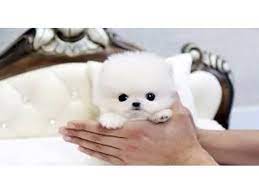 Premier pups mindfully selects puppies from reputable breeders in ohio and provides their we have the most adorable small breed puppies for sale in ohio and nearby states: Cutest Micro Tiny Teacup Pomeranian Puppies For Sale Animals Grand Rapids Michigan Announcement 35819