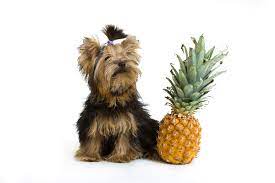 The happy puppy site investigates! Can Dogs Eat Pineapple What To Know About Dogs And Pineapples