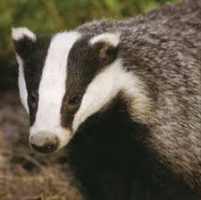 Honey Badger Don T Care Wilde Tiere Saugetiere Waldtiere