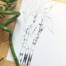 Bamboo Luckybamboo Pen Art Ink Drawing Plants Plant Houseplants Houseplantstudy Inthestudio Onthetabl Easy Pen Drawing Bamboo Drawing Plant Drawing