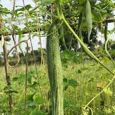 A brief description of the manhwa the live: Facebook