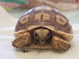 And regarding keeping an animal for our own amusement personally, i won't buy a wild caught tortoise. Koopa My Pet Tortoise He S A Shy Guy Aww