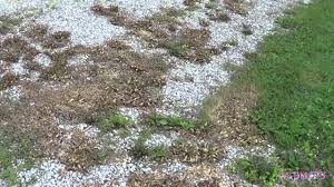 Vinegar Salt Dish Soap Weed Killer Youtube