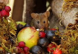 Mause Im Garten Nicht Vertreiben Sondern Bestens Amusieren Tiere Nagetiere Tierbilder