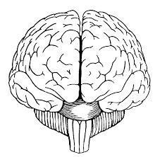Brain Diagram Front View Sketch Template Brain Drawing Brain Art Brain Diagram