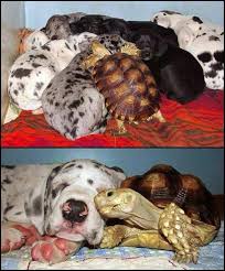 Keep your tortoise's habitat toasty and damp, like the warm countries these pets come from. Tortoise Raised With Dogs Animalsbeingbros