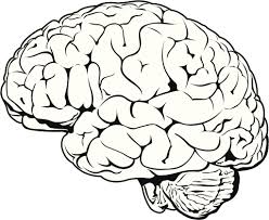 Simple Drawing Of Brain Brain Clipartsco Brain Art Drawing Drawings Brain Drawing