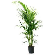 Howea Forsteriana Pflanze Ikea Pflanzen Ikea Pflanzen Kentia Palme