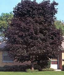 Crimson King Norway Maple Siebenthaler S