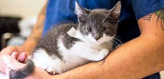 Neutering your pet can help prevent testicular cancer and prostate issues. Low Cost Spay Neuter Programs Aspca