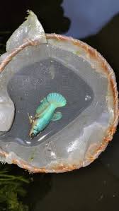 You can locate the spot under the female's belly, between 5. Female Betta Fish At Rs 200 Number Siamese Fighting Fish à¤¬ à¤Ÿ à¤Ÿ à¤« à¤¶ Ornamental Fishes Hyderabad Id 22577340991