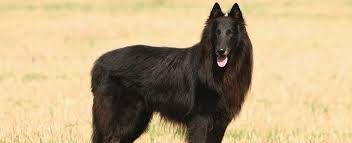 Sweet boxer puppies for sale.they are great around other cats, great around children and doing good around dogs.he's 100% litter box trained and kenne. Belgian Shepherd Sheepdog Dog Breed Profile Petfinder