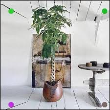 Pachira Au Tronc Tresse Histoire Symbole Entretien Money Tree Plant Care Money Trees Easy To Grow Houseplants