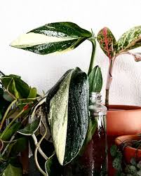 Monstera Standleyana Philodendron Cobra Plants Plant Shelves Monstera