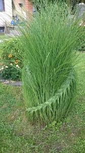 Schon Attraktive Dekoration Zaun Flechten Idee Gras Im Winter Dekorativ Zusammenbinden Flechten Oder Mit Draht Garten Bepflanzen Landschaftsbau Gartenkunst