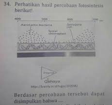 Berdasar Percobaan Tersebut Dapat Disimpulkan Bahwa A Fotosintesis Terjadi Akibat Cahaya Brainly Co Id