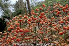 Edgeworthia Papyrifera F Rubra Garten Pur Garten Tipps