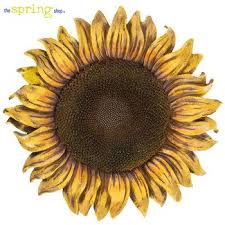 Sunflower Wall Decor Sunflower Wall Decor Shop Wall Decor Wall Decor