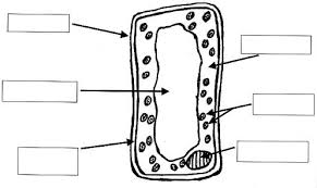 The Open Door Web Site Biology Practical Work Laboratory Investigation On Cells Looking At Plant Cells