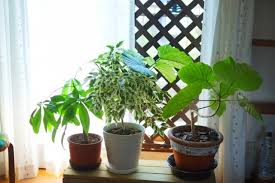 植木の葉っぱが黒い 葉っぱが黒くなる原因はなに 原因と症状を紹介 すまいのほっとライン