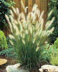 De Groot Inc Wholesale Bareroot Perennials Bulbs Tulllllips Daffodils Daylilies Hosta Grasses Landscaping Outdoor Plants Fountain Grass
