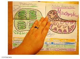 Photosynthesis Vs Cellular Respiration Foldable Teaching Biology Teaching Science Photosynthesis