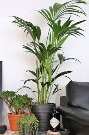 Pflanzen Fur Katzenliebhaber Plants Floor Plants Plant Projects
