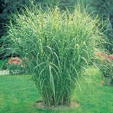 Zebra Ornamental Grass Shrubs Hedges And Grasses Gurneys Seed Nursery Ornamental Grasses Grasses Garden Plants