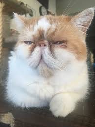 Flat faced cats are even weirder than they look. Meet Mr Smooshface Humboldt Animal Rescue Team Fundraiser Features Feline Office Assistant On T Shirts Times Standard