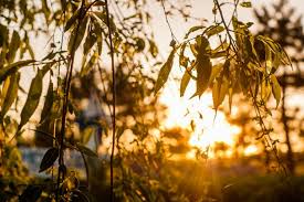 Lapins entassés, médicaments périmés, manque de lumière : Le Manque De Luminosite Quels Impacts Sur Votre Sante Agoravox Le Media Citoyen