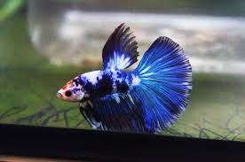 #bettablr #koi betta #marble betta #metallic betta #i didn't want a dragonscale before because of the growths. The Blue Marble Halfmoon Betta Bettasplendid Com