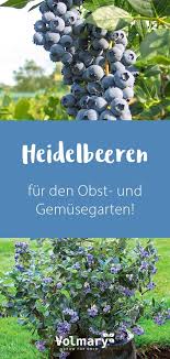 Heidelbeeren Fur Den Garten Pflanzen Heidelbeeren Obstgeholze