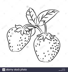 Hand Drawn Sketch Of Strawberry With Strawberry Drawing Drawings Black And White Cartoon