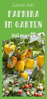 Paprika Im Garten Anpflanzen In 2020 Paprika Pflanzen Garten Anpflanzen Mais Pflanzen